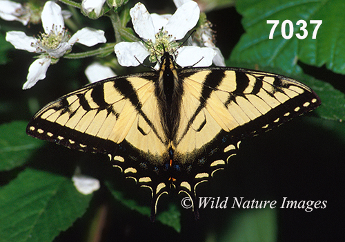 Eastern Tiger Swallowtail (Papilio glaucus)